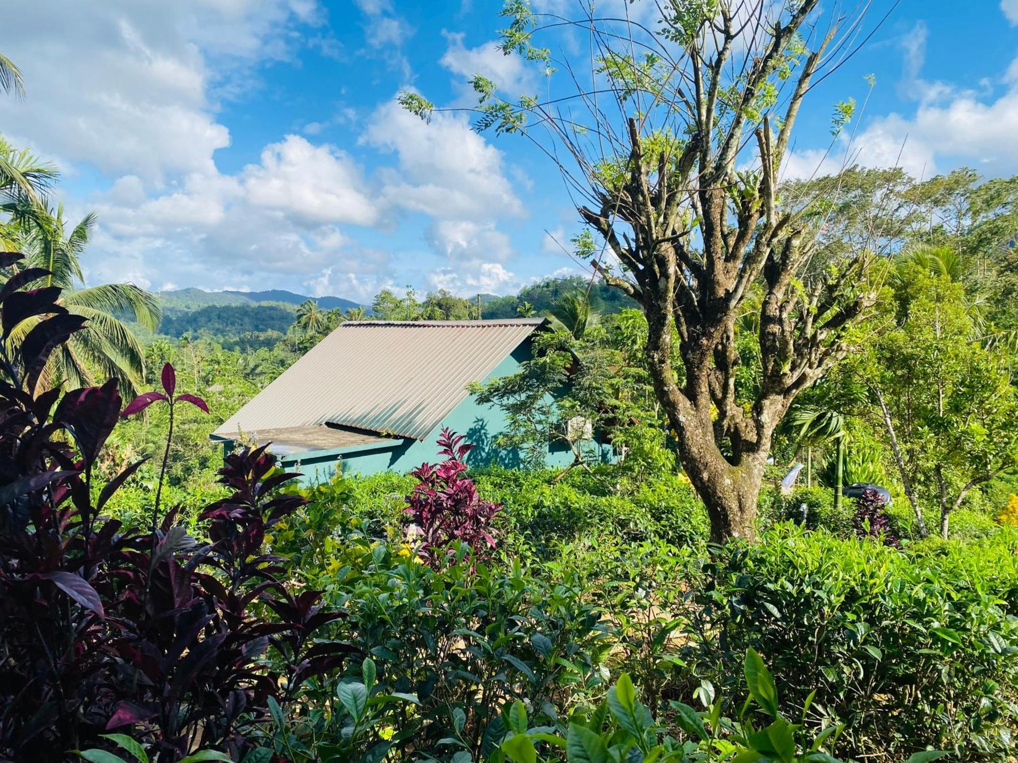 Rainforest Mount Lodge Deniyaya Zewnętrze zdjęcie