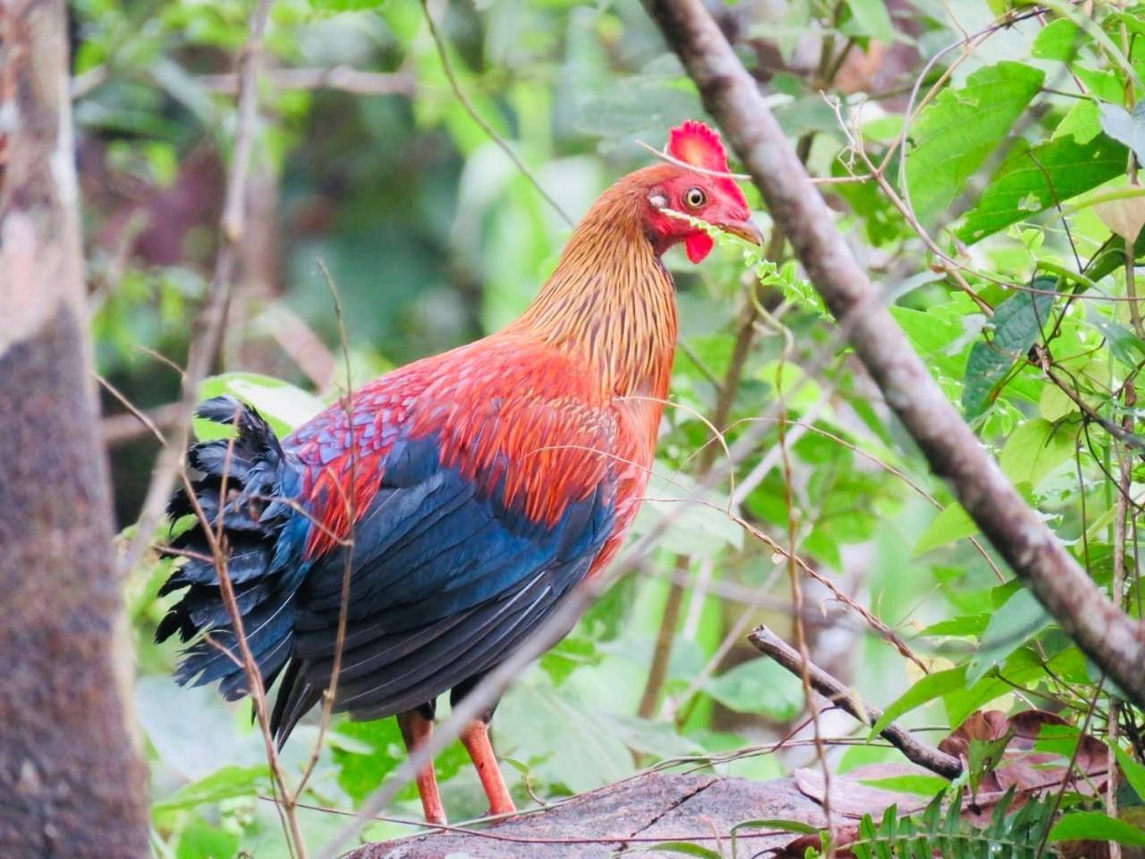 Rainforest Mount Lodge Deniyaya Zewnętrze zdjęcie