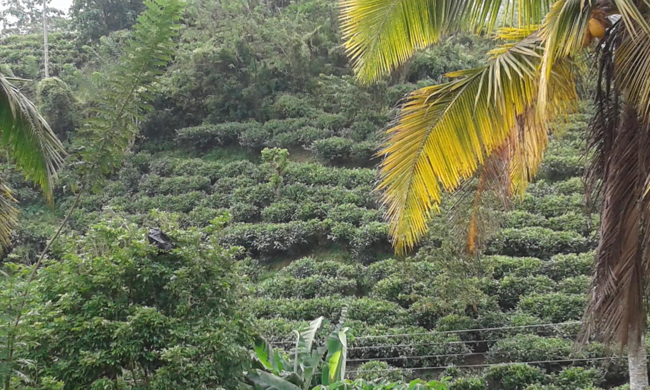 Rainforest Mount Lodge Deniyaya Zewnętrze zdjęcie