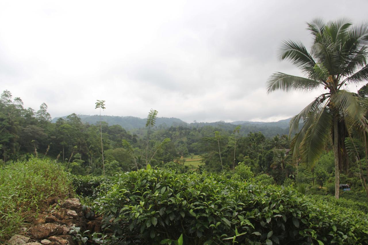 Rainforest Mount Lodge Deniyaya Zewnętrze zdjęcie