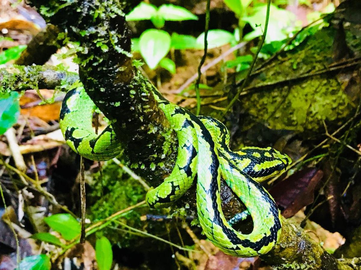 Rainforest Mount Lodge Deniyaya Zewnętrze zdjęcie