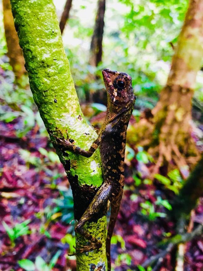 Rainforest Mount Lodge Deniyaya Zewnętrze zdjęcie