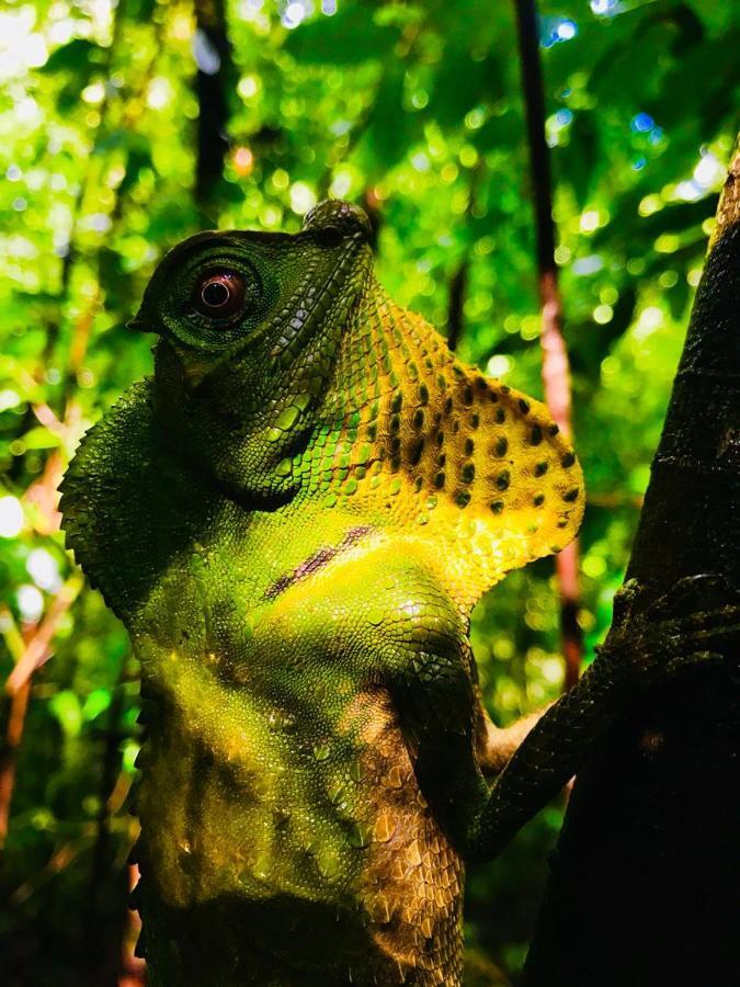 Rainforest Mount Lodge Deniyaya Zewnętrze zdjęcie